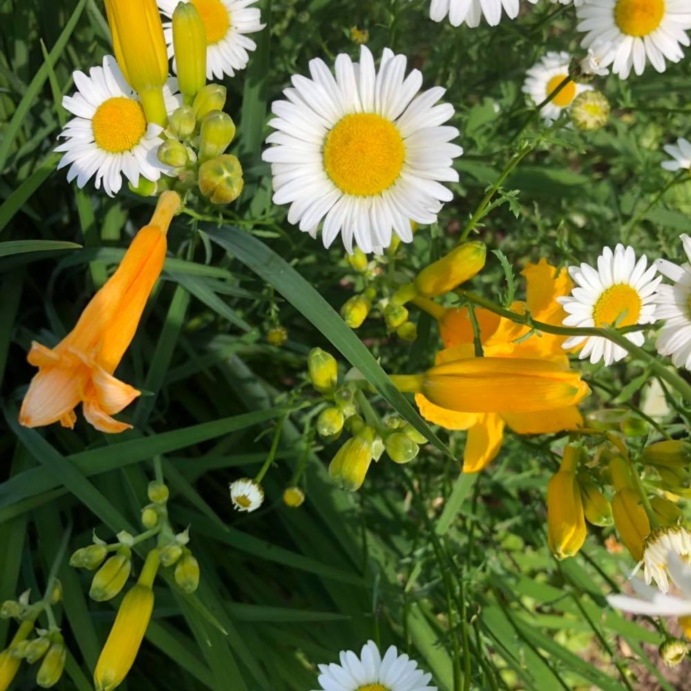 Meet your Posher, Quercus